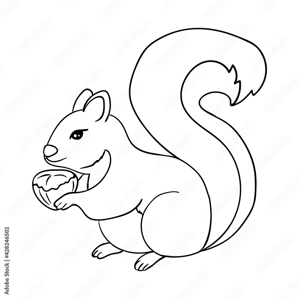 The squirrel is holding a hazelnut. Coloring page. Squirrel black outline on white. Vector The squirrel is holding a hazelnut. Coloring page. Squirrel black outline on white. Vector