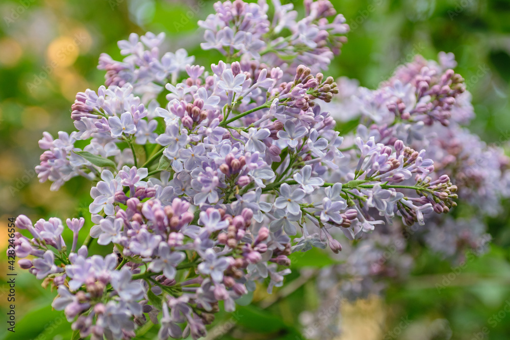 Lush lilac bushes blooming in spring