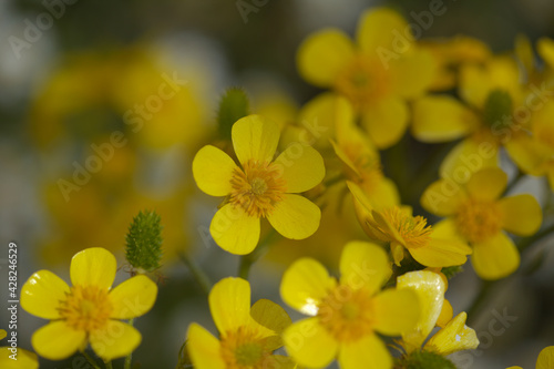Flora of Gran Canaria - bright yellow flowers of Ranunculus cortusifolius, Canary buttercup natural macro floral background
 photo