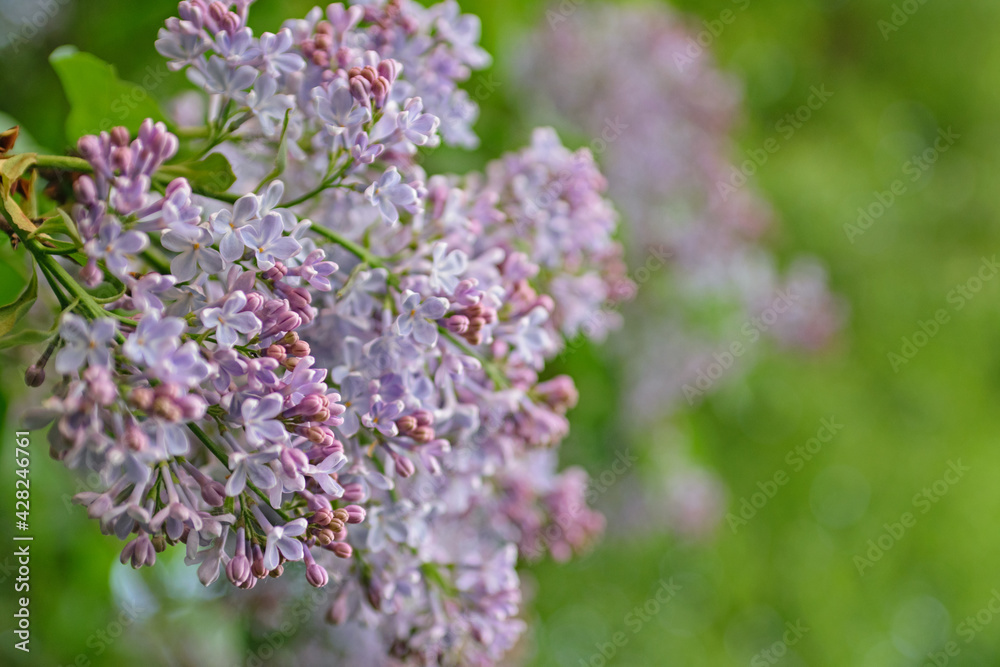 Lush lilac bushes blooming in spring Lush lilac bushes blooming in spring