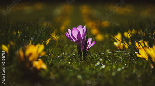 flower in the grass