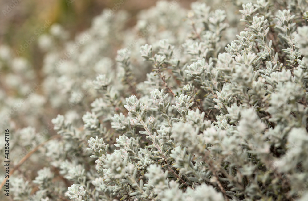 Flora of Gran Canaria - Micromeria varia herb, locally called thyme, endemic to Canaries and Madeira, natural macro floral background
Flora of Gran Canaria - Micromeria varia herb, locally called thyme, endemic to Canaries and Madeira, natural macro floral background