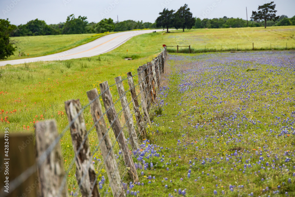 Fototapeta premium Bluebonnets wildflowers in a field behind a wooden fence line along a Texas backroad