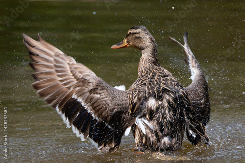 Duck with brown plumage with open wings in a lake. Wild birds. Brown plumage. Duck in a pond.