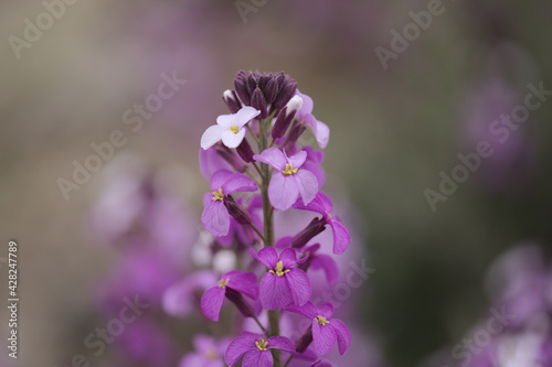 Flora of Gran Canaria - lilac flowers of crucifer plant Erysimum albescens  endemic to the island natural macro floral background 