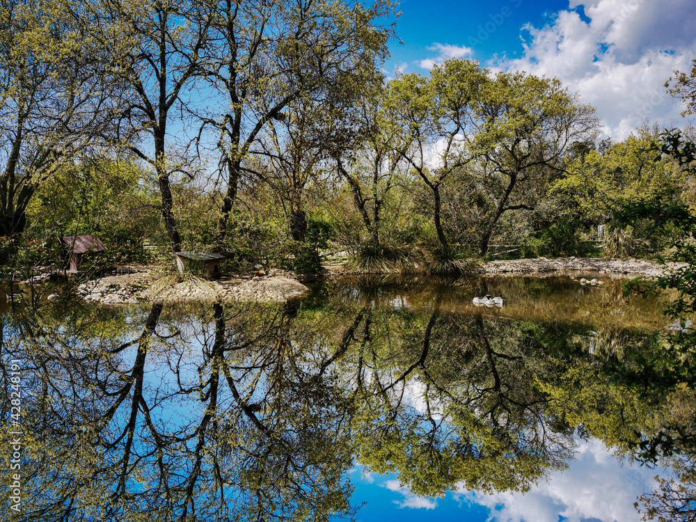 Reflection of trees in a pond. Vegetation in the open air. Countryside. Photo of reflections. Trees of the field. Parks and gardens.