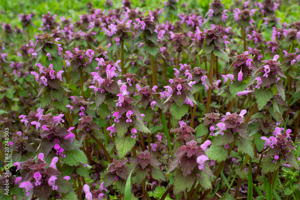 Pink lamium purpureum spring flowering plant into city garde