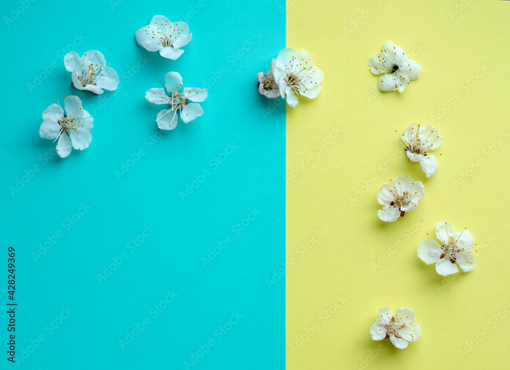 Apricot tree blossom flowers on diagonal blue and yellow background. Dreamy romantic image, copy space. Apricot tree blossom flowers on diagonal blue and yellow background. Dreamy romantic image, copy space.