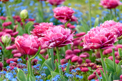 Fototapeta Naklejka Na Ścianę i Meble -  Closeup shot of beautiful pink peonies growing in a garden