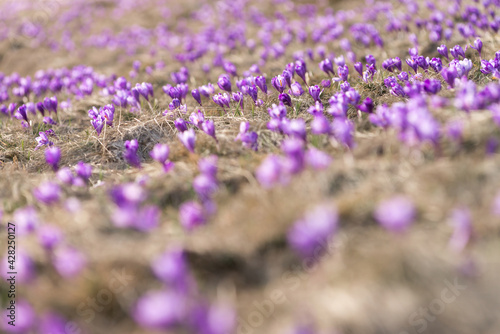 Purple crocuses flowers on natural background outdoor  Crocus vernus