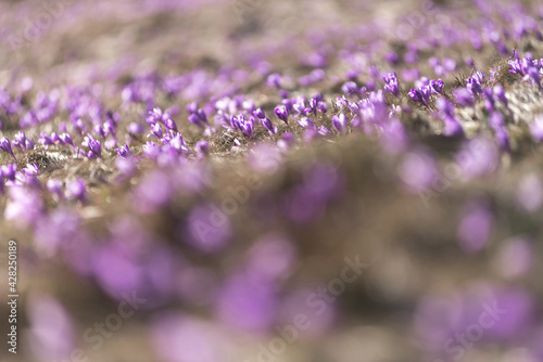 Crocuses appearing through the snow  purple spring wild flowers on natural background outdoor