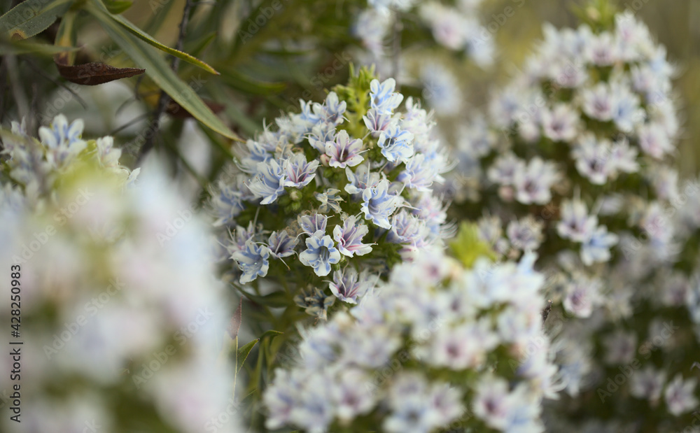 Flora of Gran Canaria - Echium decaisnei, white bugloss endemic to the islands, natural macro floral background
Flora of Gran Canaria - Echium decaisnei, white bugloss endemic to the islands, natural macro floral background