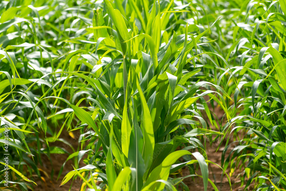 detail of corn plantation. agriculture detail of corn plantation. agriculture