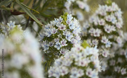 Flora of Gran Canaria - Echium decaisnei, white bugloss endemic to the islands, natural macro floral background © Tamara Kulikova