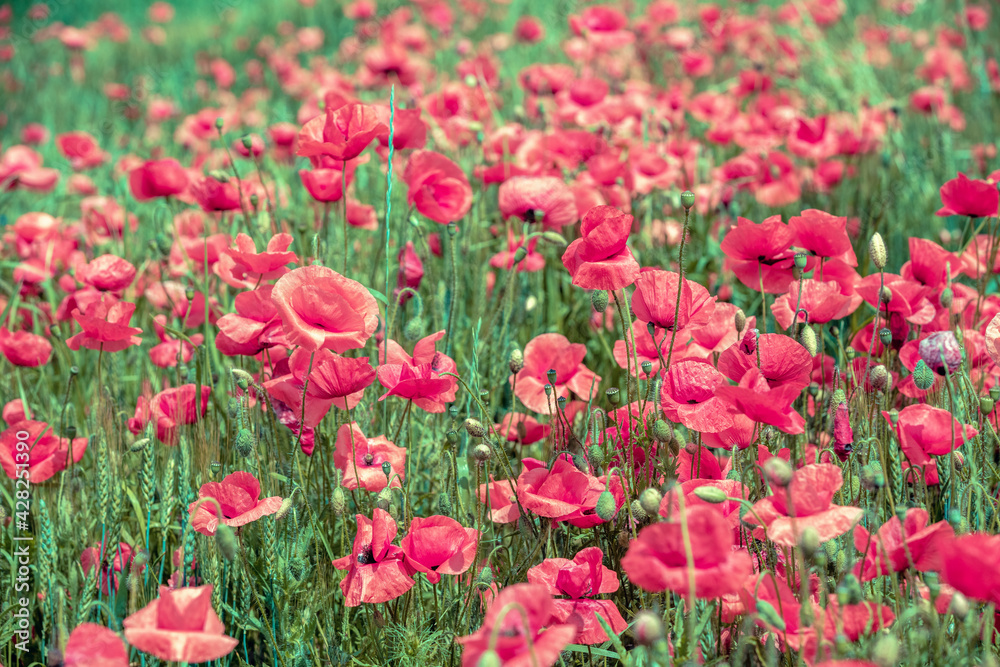 Blooming Poppies field. Wild poppies (Papaver). Flower nature background