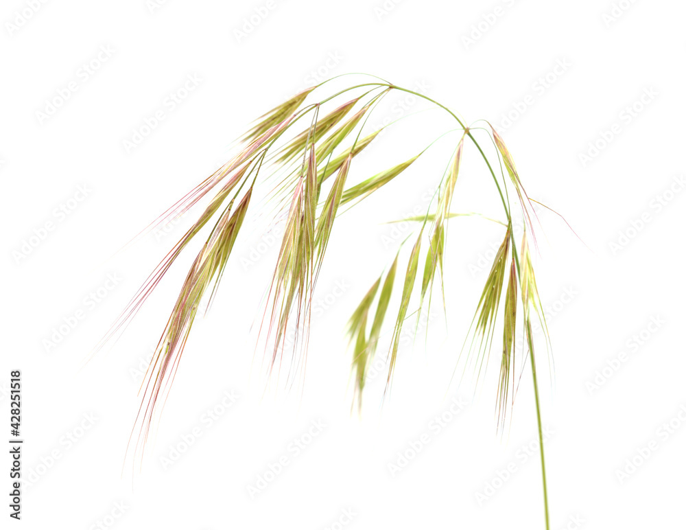 Flora of Gran Canaria - Bromus grass Flora of Gran Canaria - Bromus grass