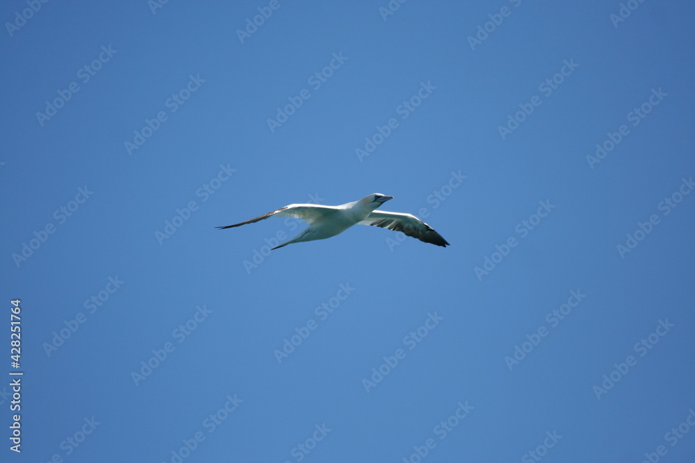 Gabbiano con ali spiegate, in volo in cerca di cibo, in perlustrazione con un cielo limpido e azzurro sullo sfondo Gabbiano con ali spiegate, in volo in cerca di cibo, in perlustrazione con un cielo limpido e azzurro sullo sfondo