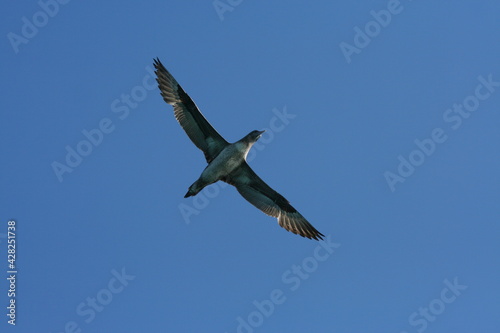 Gabbiano con ali spiegate  in volo in cerca di cibo  in perlustrazione con un cielo limpido e azzurro sullo sfondo