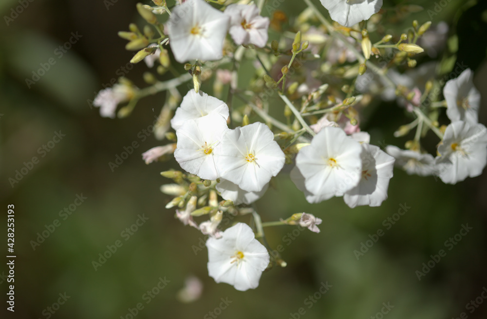 Flora of Gran Canaria -  Convolvulus floridus, plant endemic to Canary Islands, natural macro floral background
