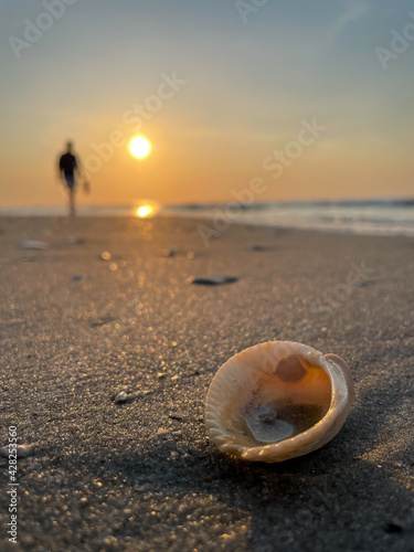 Open Seashell on the Beach