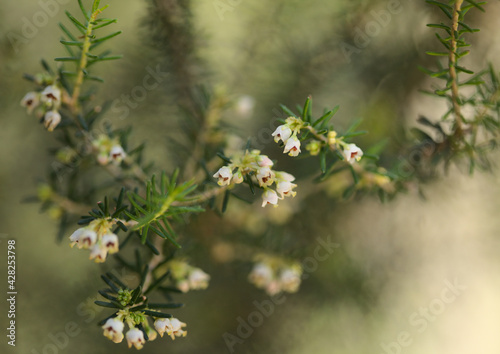 Flora of Gran Canaria - small white flowers of Erica arborea Tree Heather natural macro floral background 