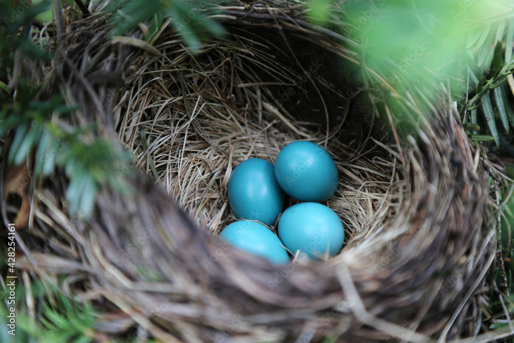 Four unhatched American Robin blue/cyan eggs in a shaded nest Four unhatched American Robin blue/cyan eggs in a shaded nest