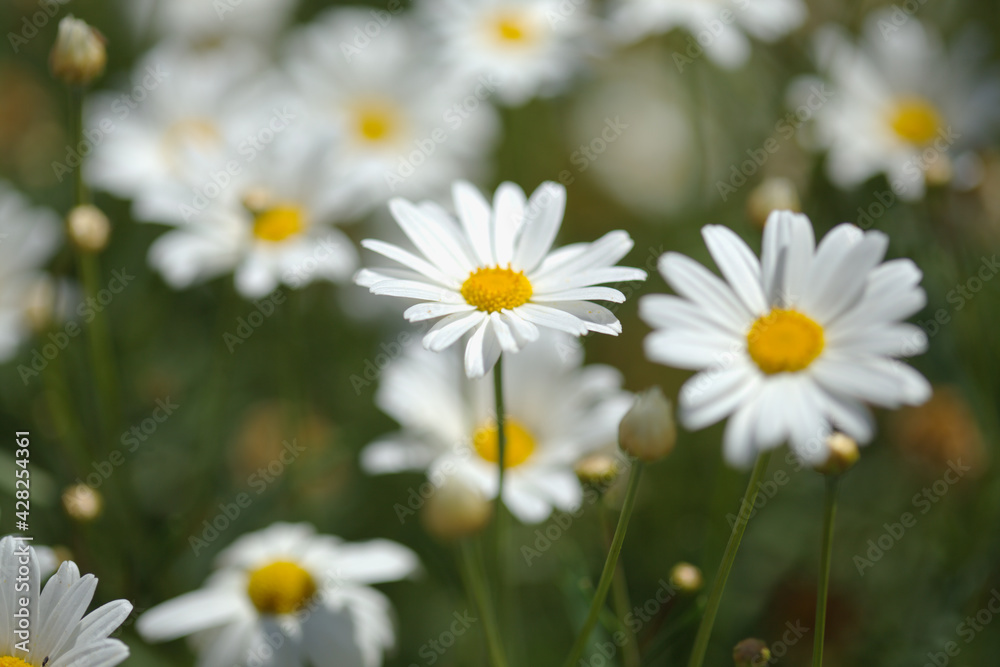 Flora of Gran Canaria -  Argyranthemum, marguerite daisy endemic to the Canary Islands
