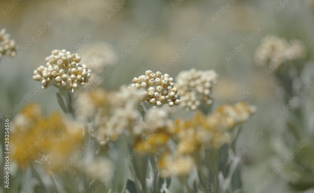 Obraz premium Flora of Lanzarote - Helichrysum gossypinum, cotton wool everlasting, Vulnerable species