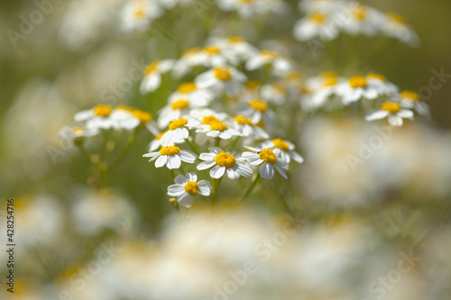 Flora of Gran Canaria -  Tanacetum ferulaceum  fennel-leaved tansy endemic to the island  natural macro floral background 