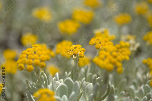 Flora of Lanzarote - Helichrysum gossypinum  cotton wool everlasting  Vulnerable species 