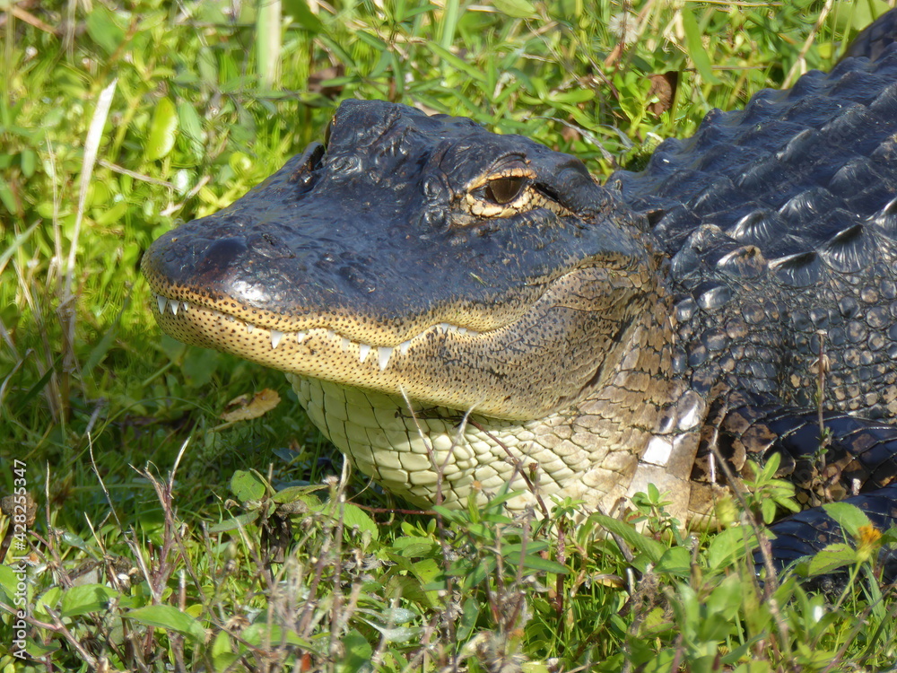 Fototapeta premium Young Gator in Viera Wetlands, Florida
