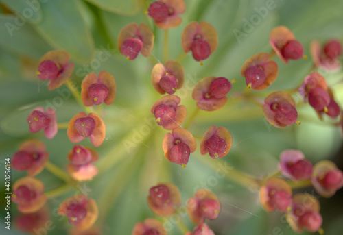 flora of Tenerife - spurge Euphorbia atropurpurea  endemic to Tenerife  natural macro floral background  