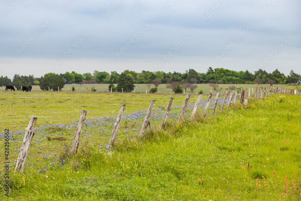 Bluebonnets  wildflowers and fence line in field with cows and blue sky background