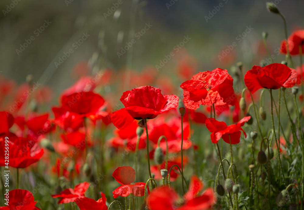 Flora of Gran Canaria - Papaver rhoeas, common poppy isolated on white background
Flora of Gran Canaria - Papaver rhoeas, common poppy isolated on white background