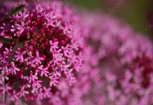 Flora of Gran Canaria -  Centranthus ruber, red valerian, invasive in Canaries natural macro floral background
