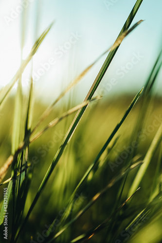 Green grass in sunlight. Beautiful nature