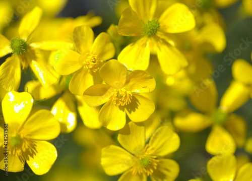 Flora of Gran Canaria - bright yellow flowers of Ranunculus cortusifolius, Canary buttercup natural macro floral background
 photo