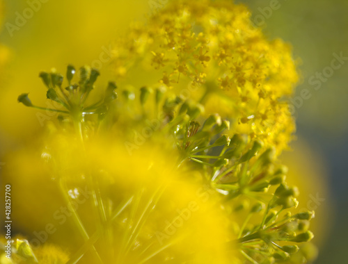 Flora of Gran Canaria -  flowering Ferula linkii, Giant Canary Fennel endemic to the Canary Islands photo