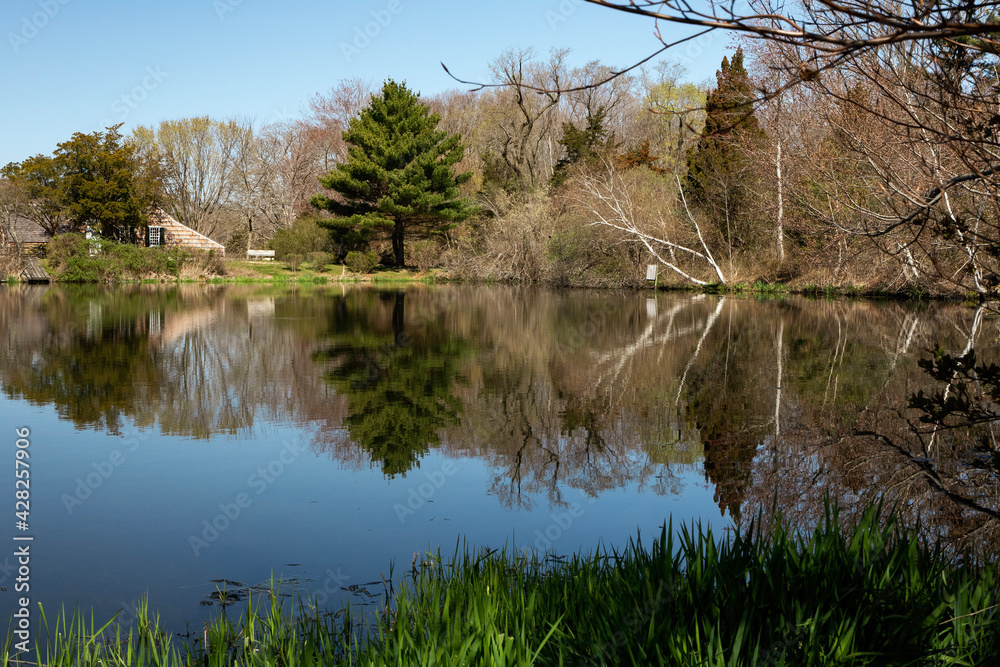 reflection of trees in the water