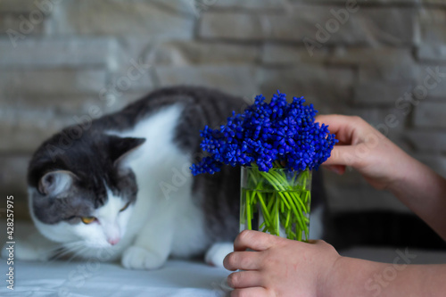 european cat and flowers muskari photo