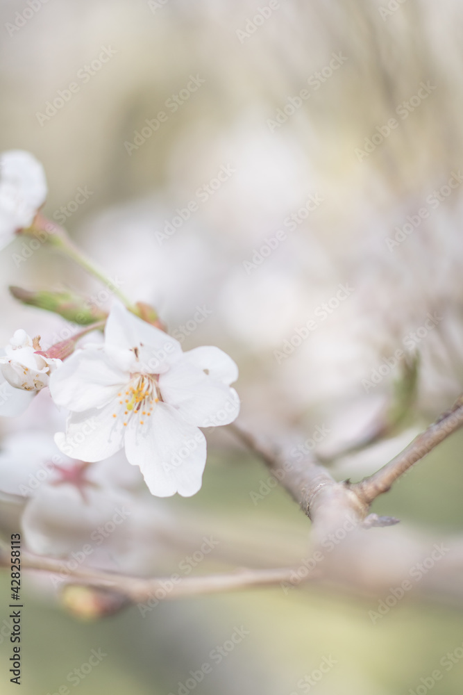 春の白い桜の花