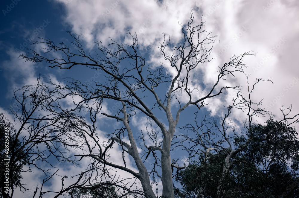 Outdoors photo of a tree Outdoors photo of a tree
