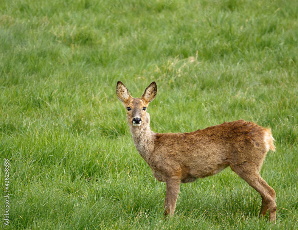 roe deer eating lush green spring meadow grass roe deer eating lush green spring meadow grass