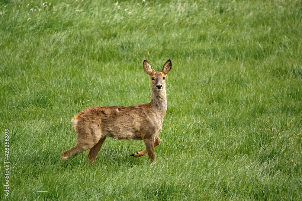 roe deer eating lush green spring meadow grass roe deer eating lush green spring meadow grass
