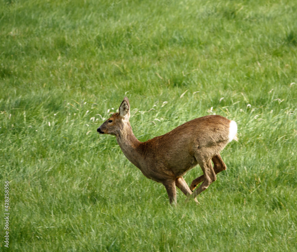 Fototapeta premium wild Roe Deer running, jumping and prancing on Salisbury Plain, North Wessex Downs AONB