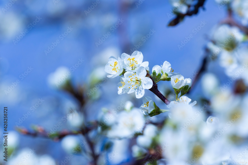 Cherry blossom sakura on a blue background Cherry blossom sakura on a blue background