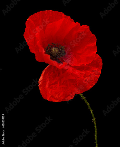 Flora of Gran Canaria - Papaver rhoeas, common poppy isolated on black background