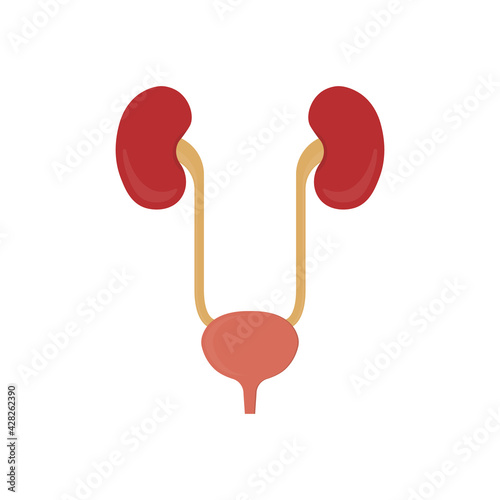 Urinary bladder and kidneys icon. Urogenital system. Vector illustration.