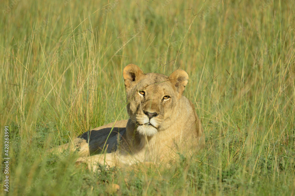 A Brown lioness waiting for it's pride in Pilanesberg national park A Brown lioness waiting for it's pride in Pilanesberg national park