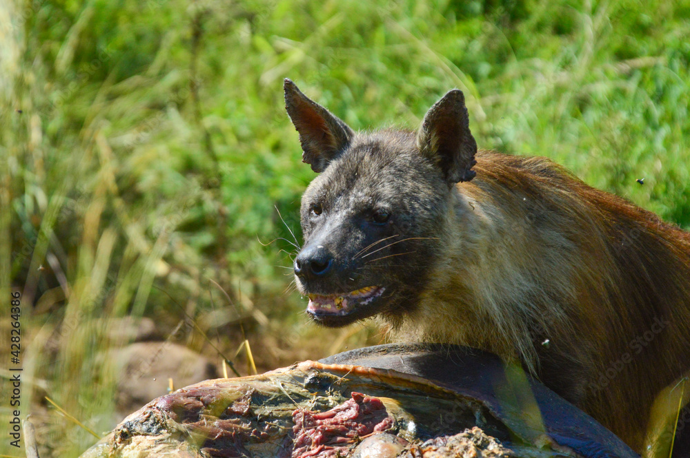 Brown Hyena ( Hyaena brunnea ) feeding on a dead carcass of a rhino in Pilanesberg national park Brown Hyena ( Hyaena brunnea ) feeding on a dead carcass of a rhino in Pilanesberg national park
